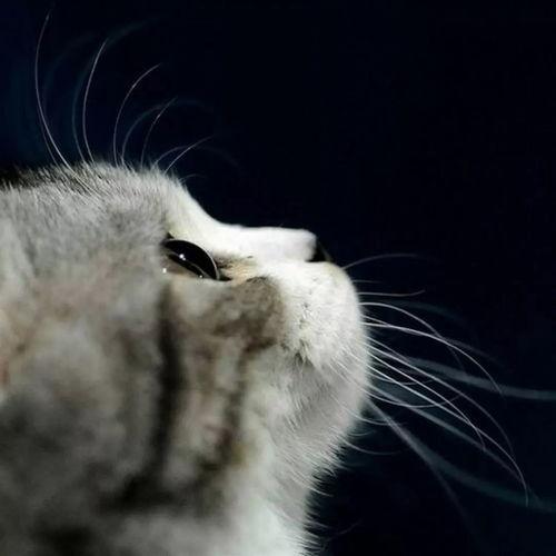 猫咪再见娱乐吃瓜酱,揭秘娱乐圈幕后趣闻